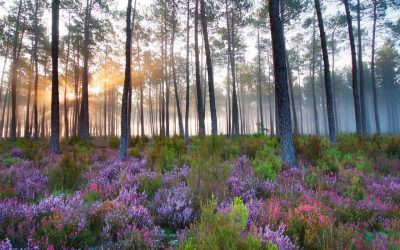 Camping Landes