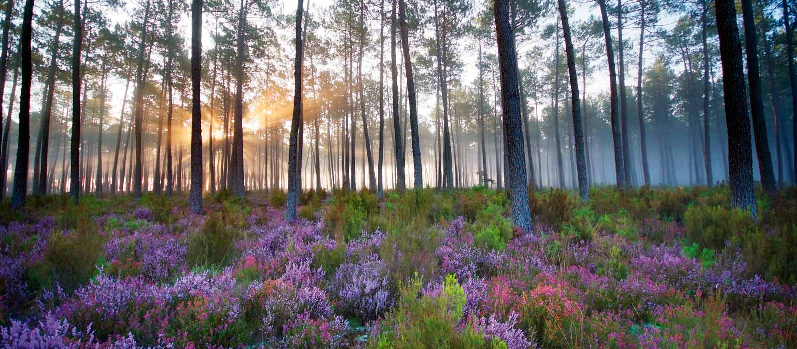 Camping Landes