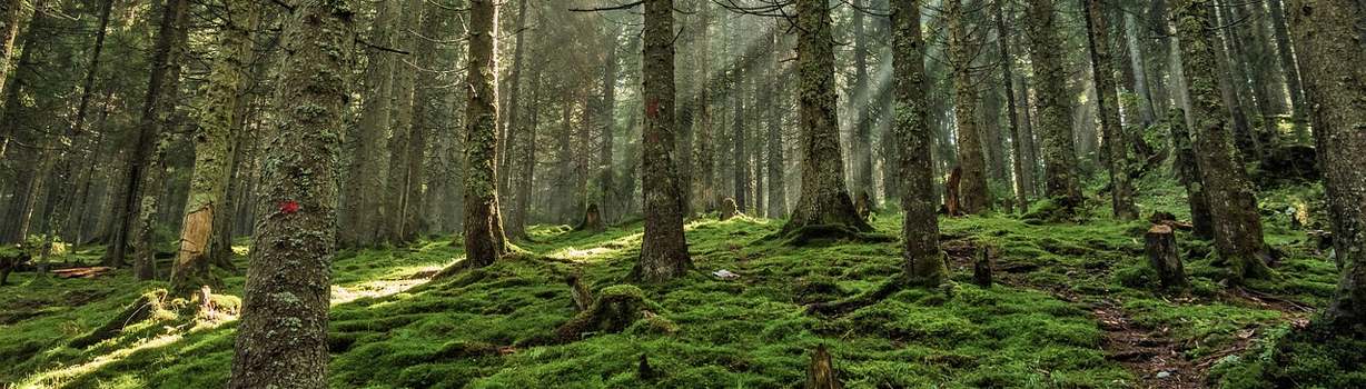 foret des landes