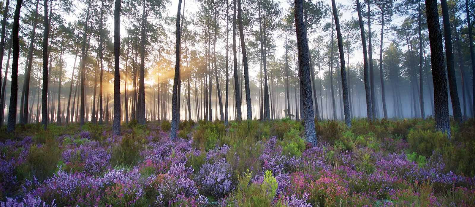 fôrets des Landes